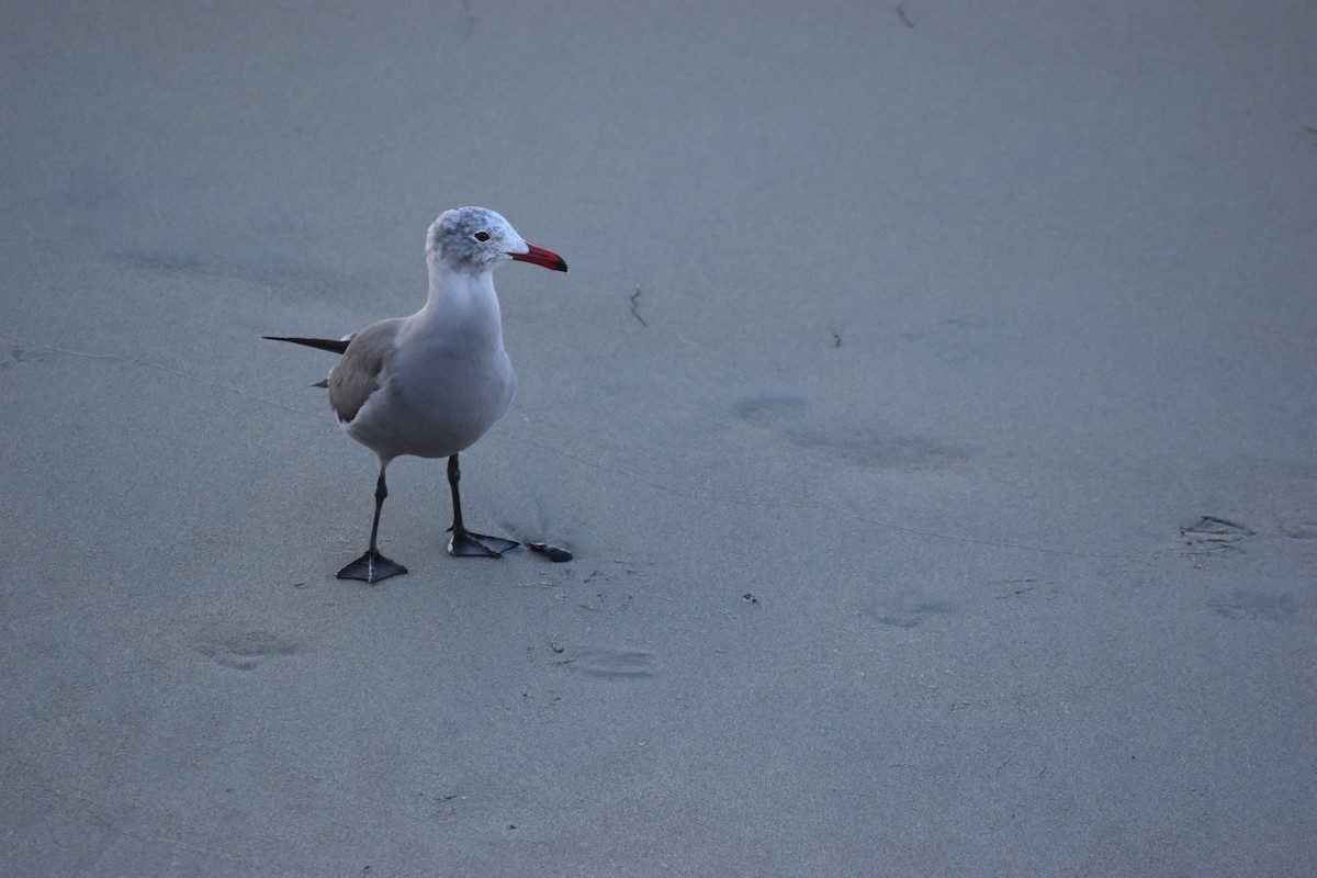 Gaviota Mexicana - ML646714125