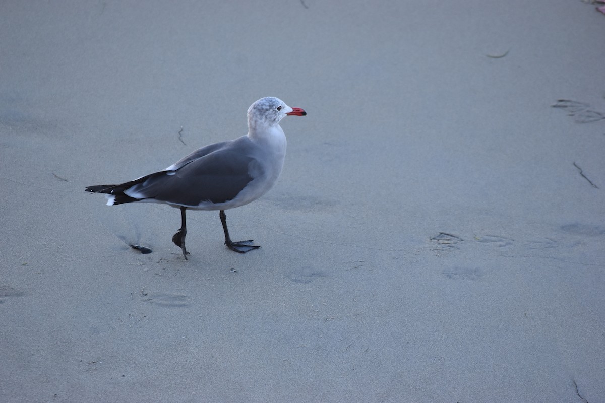 Gaviota Mexicana - ML646714126