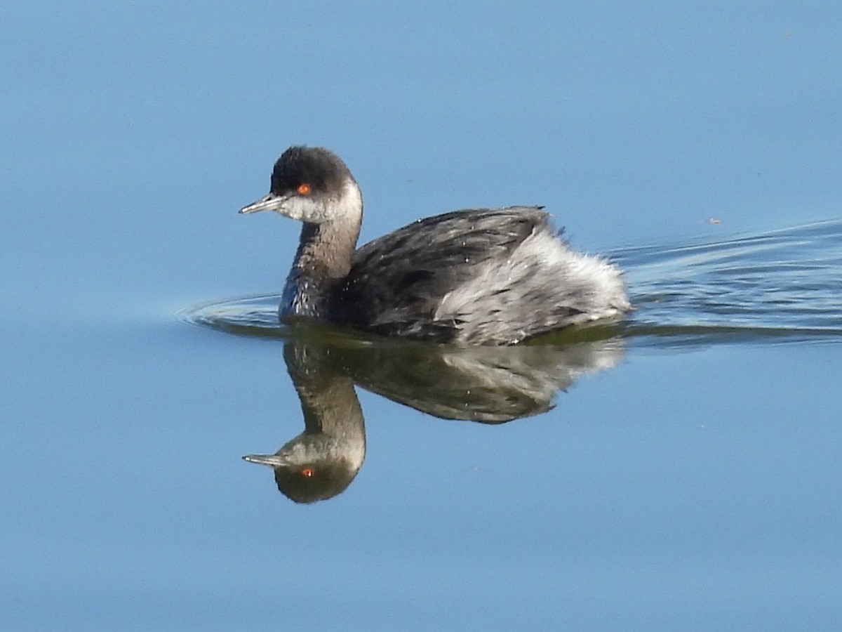 Grèbe à cou noir - ML646714127