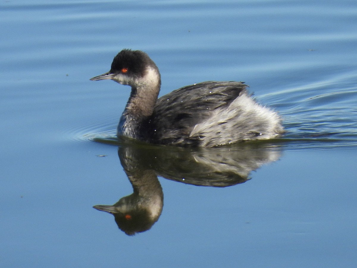 Grèbe à cou noir - ML646714128