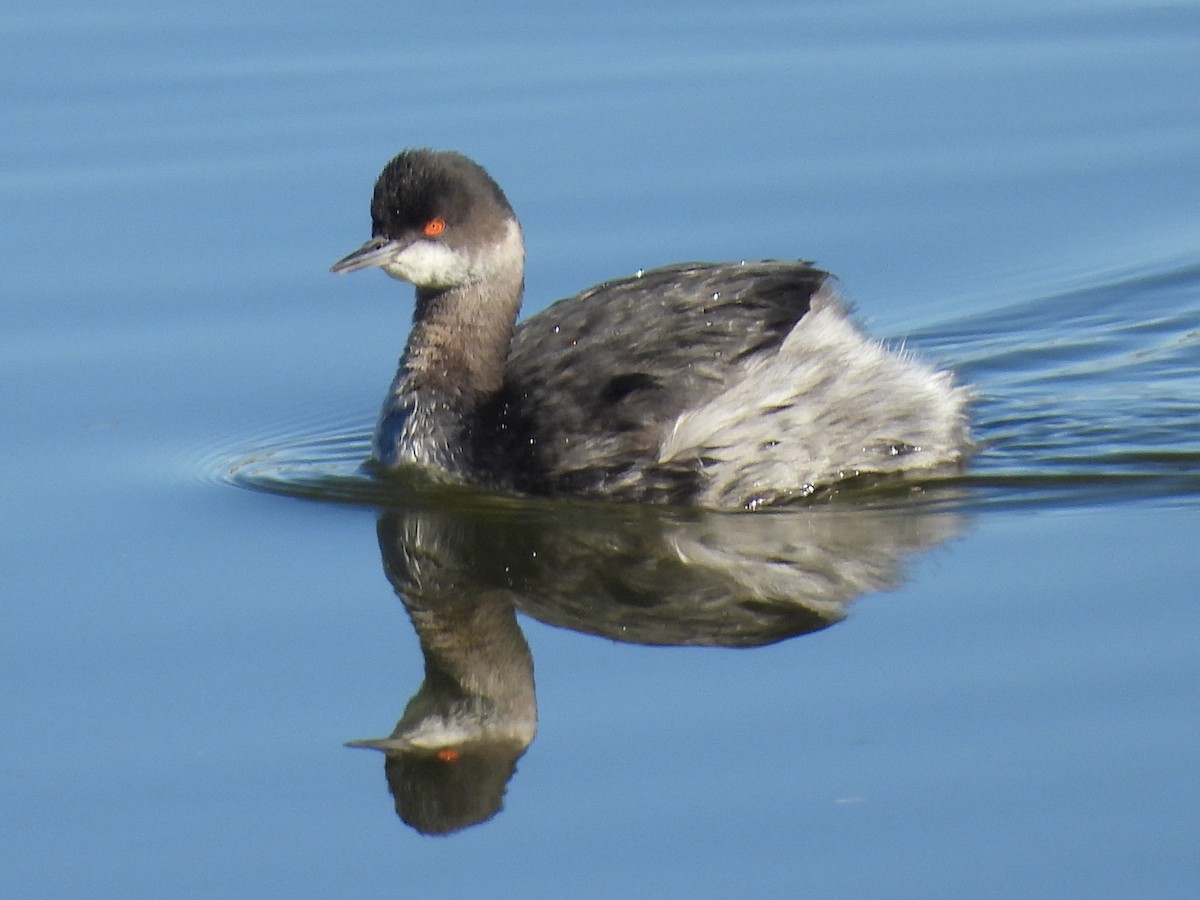 Grèbe à cou noir - ML646714129