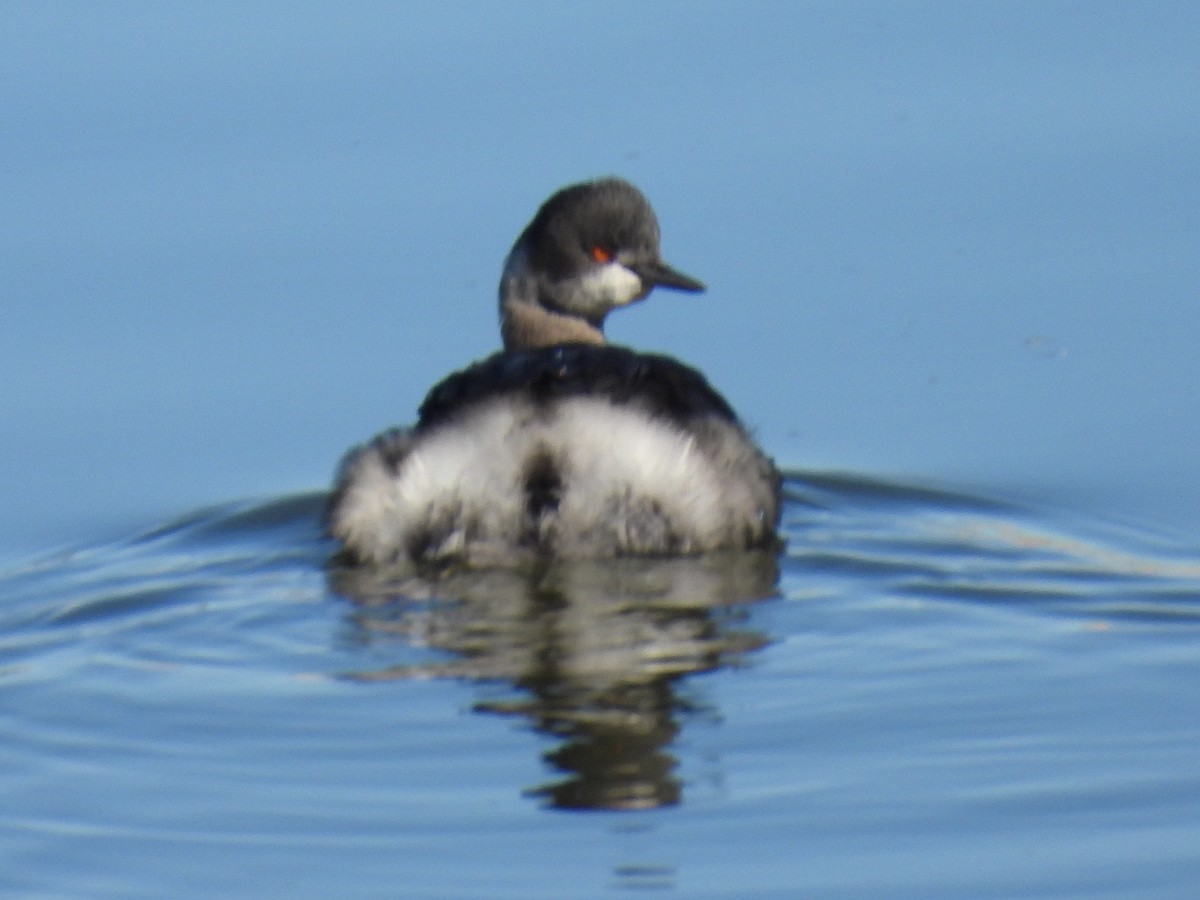 Grèbe à cou noir - ML646714130