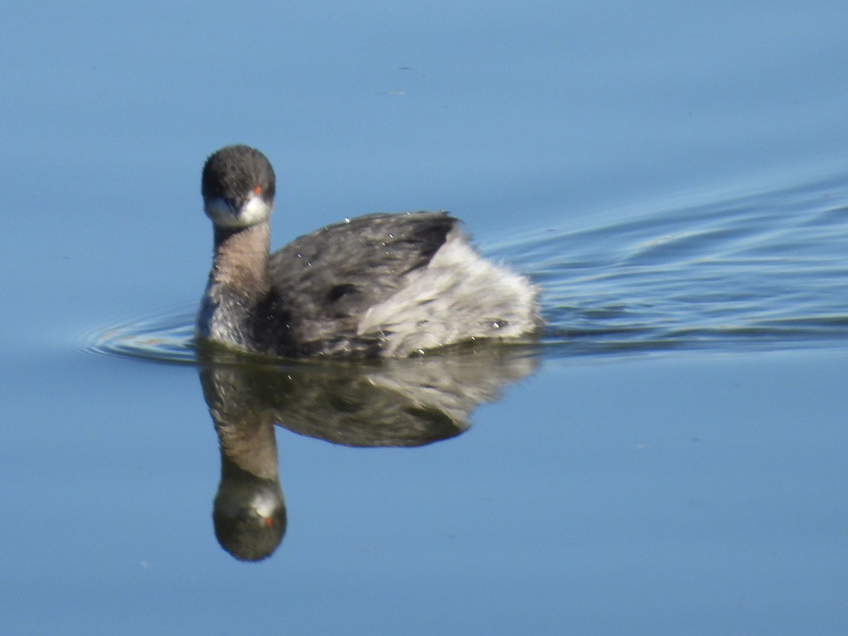 Grèbe à cou noir - ML646714131