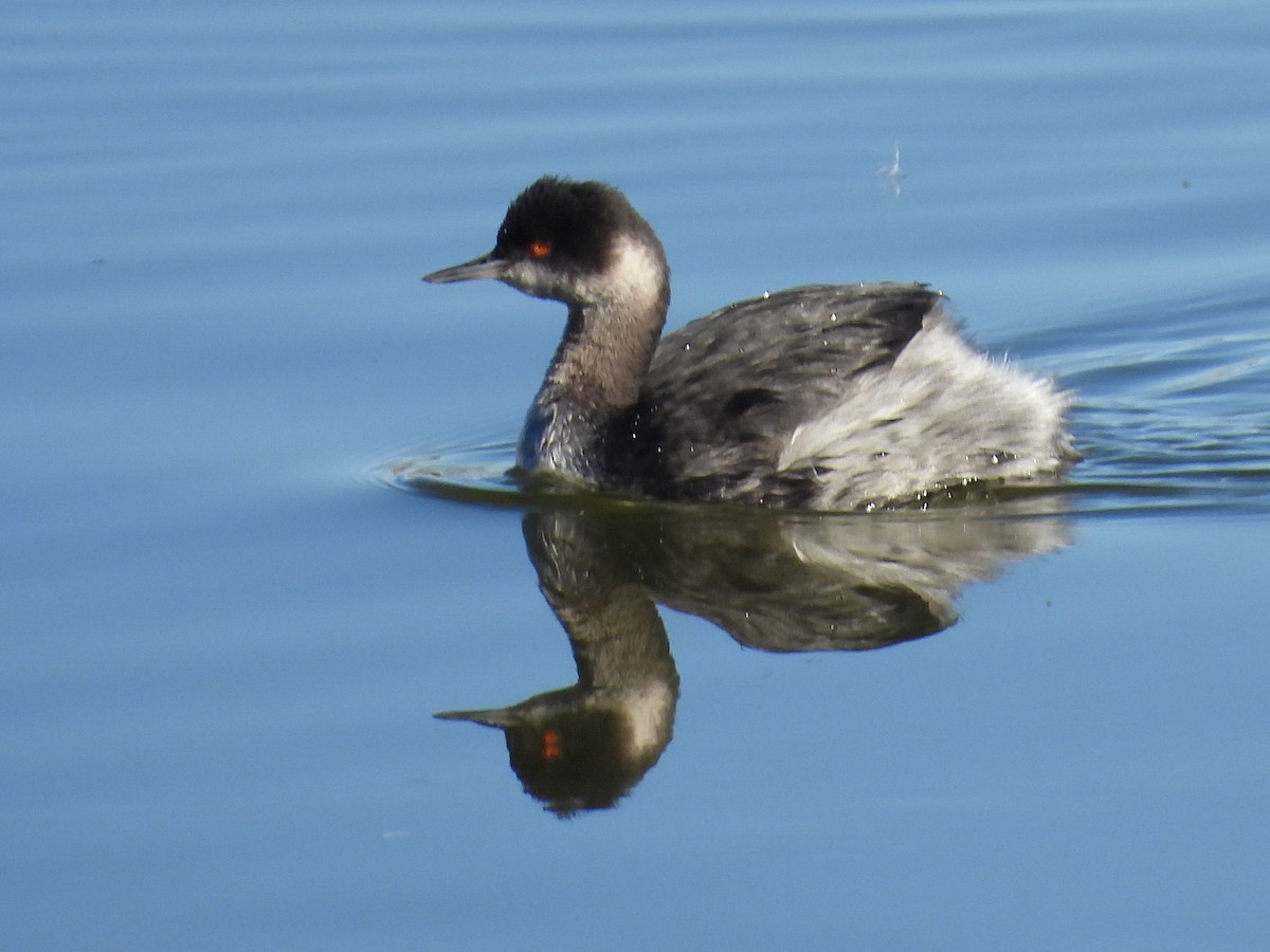 Grèbe à cou noir - ML646714132