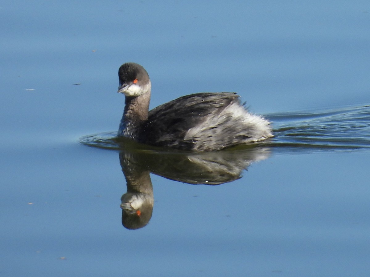 Grèbe à cou noir - ML646714133