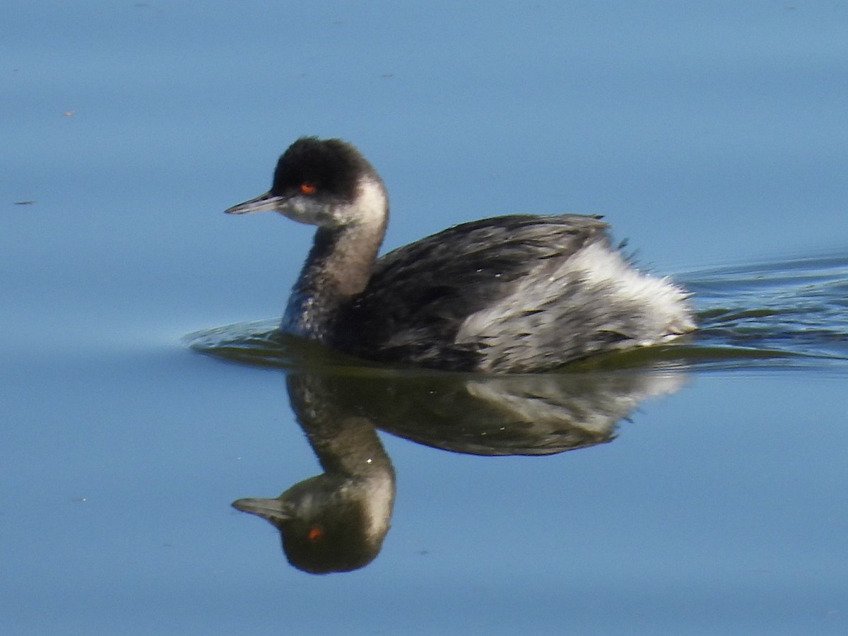 Grèbe à cou noir - ML646714134