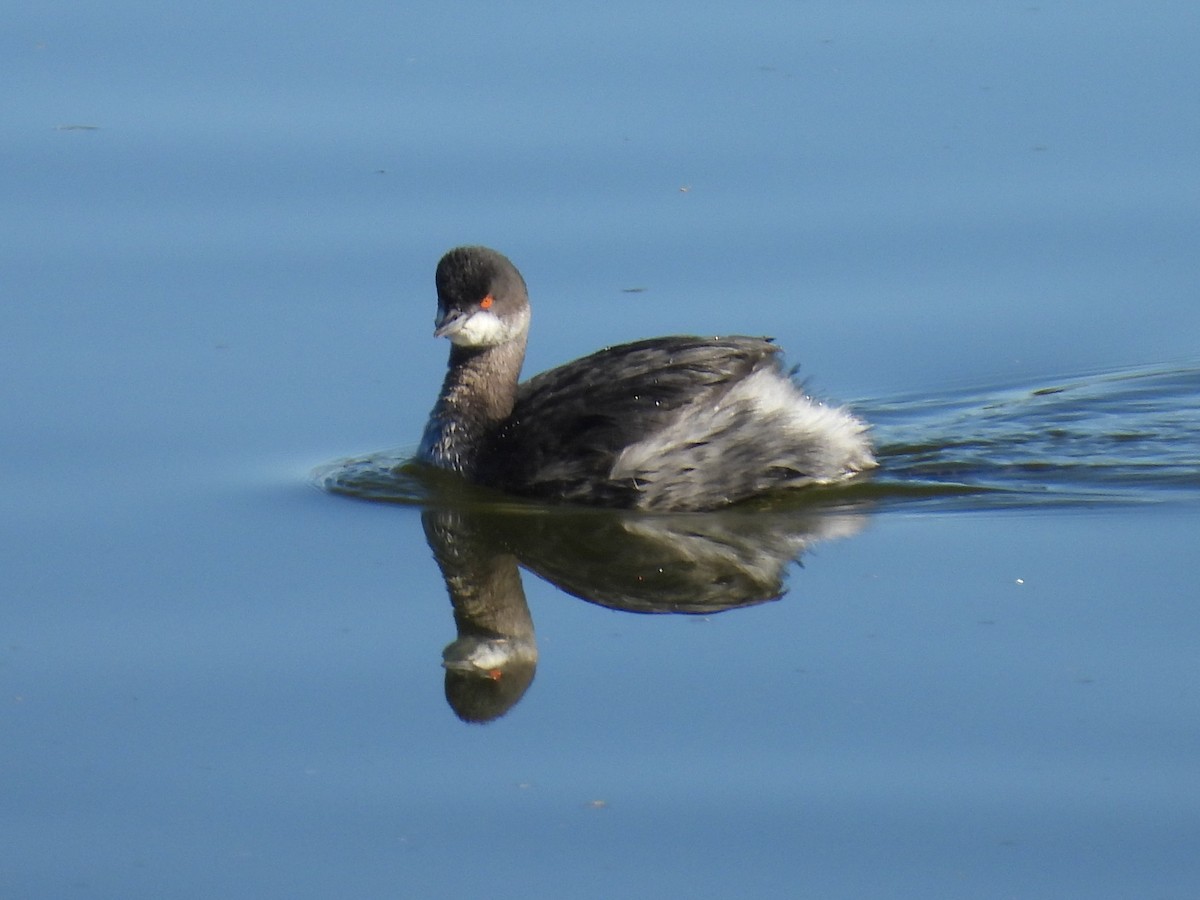 Grèbe à cou noir - ML646714135