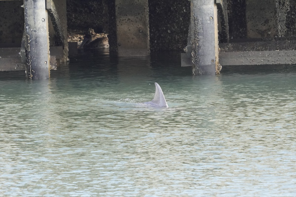 Tamanends Großer Tümmler - ML646714136