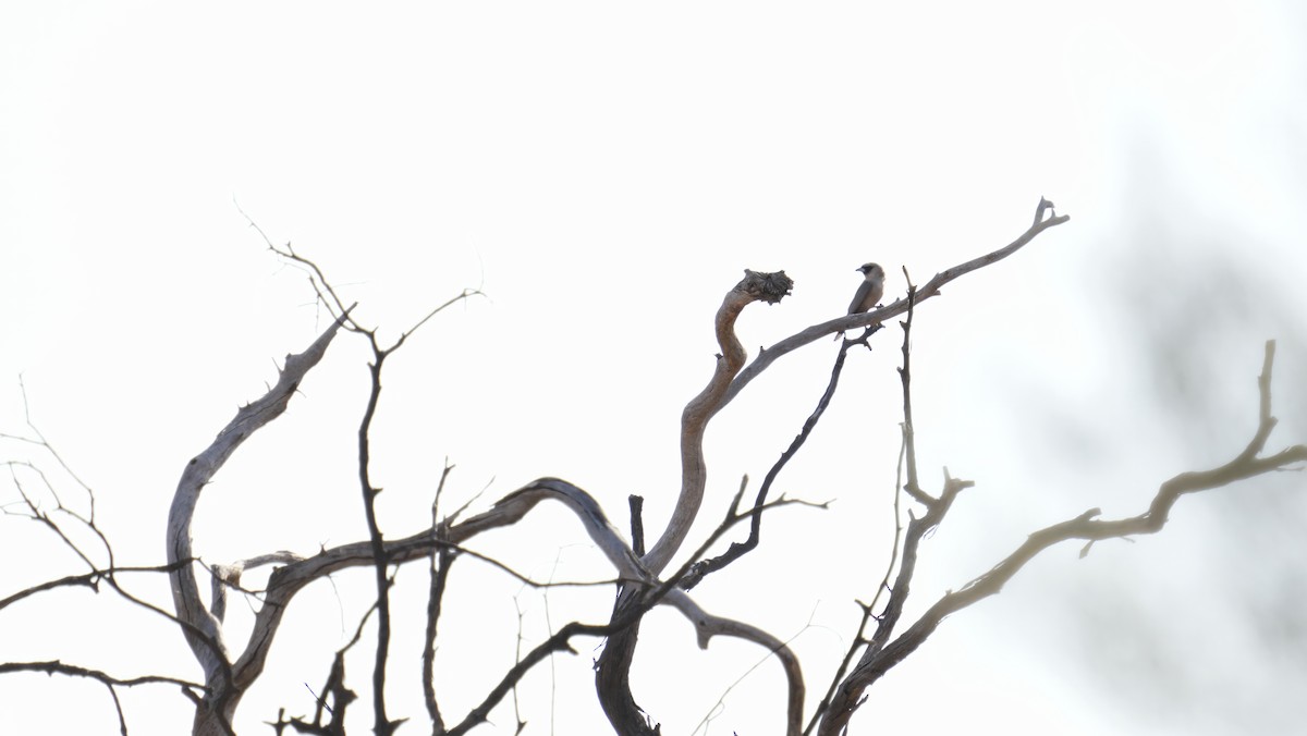 Black-faced Woodswallow - ML646714139