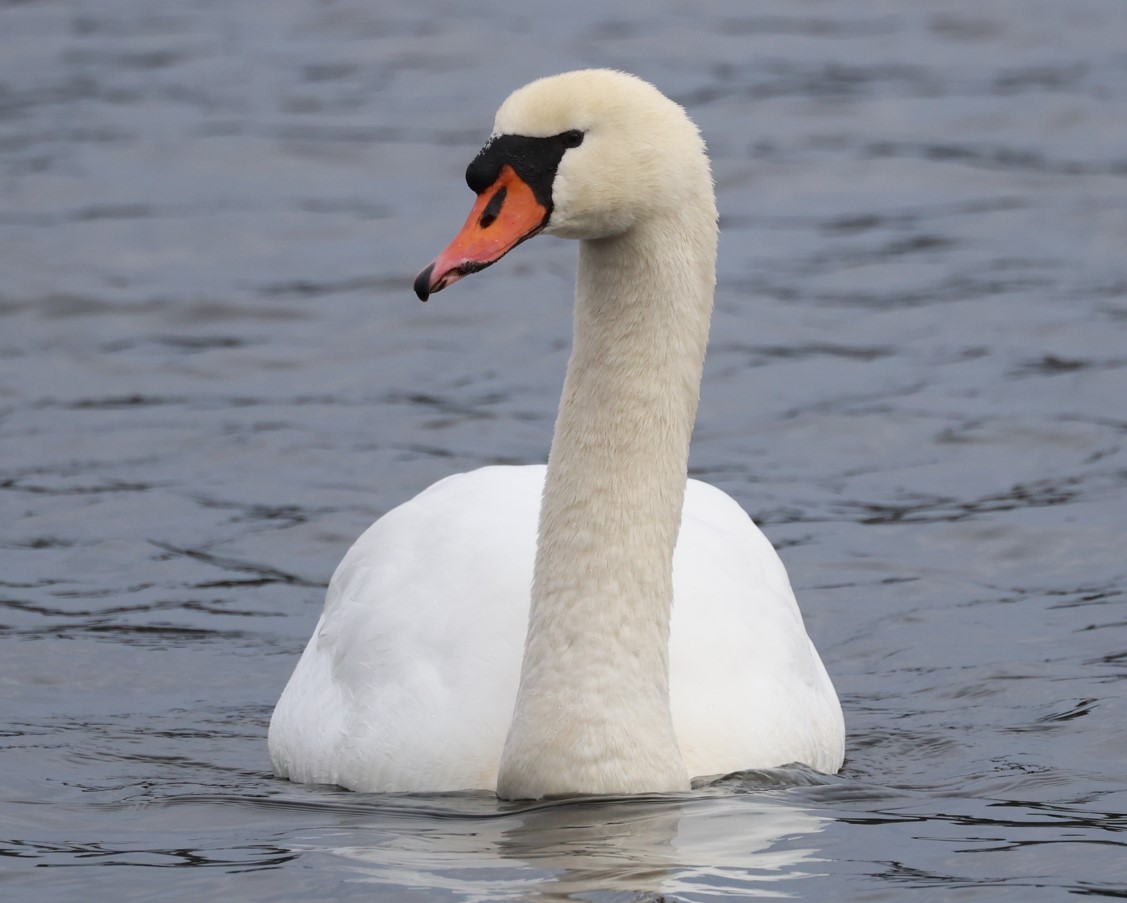 Beltxarga arrunta - ML646714140