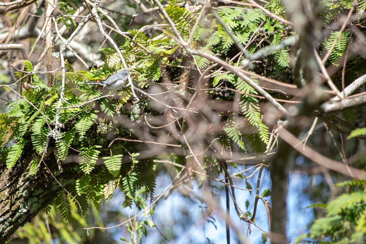 Blue-gray Gnatcatcher - ML646714148
