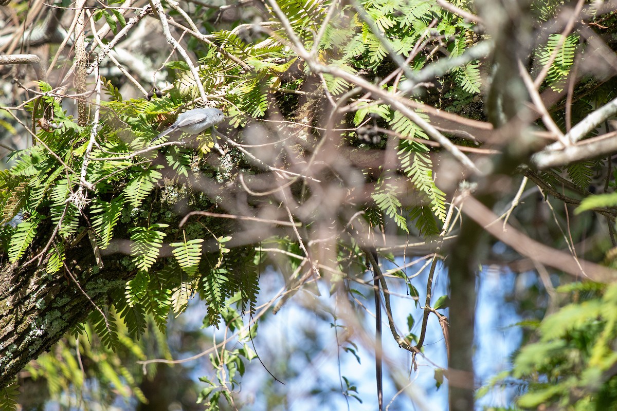 Blue-gray Gnatcatcher - ML646714149
