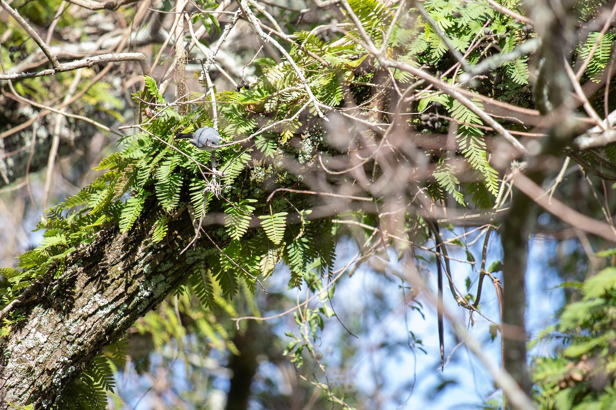 Blue-gray Gnatcatcher - ML646714150