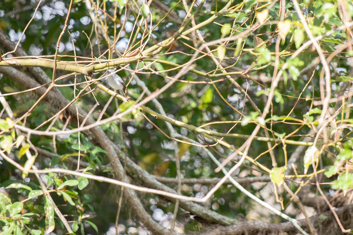 Blue-gray Gnatcatcher - ML646714151