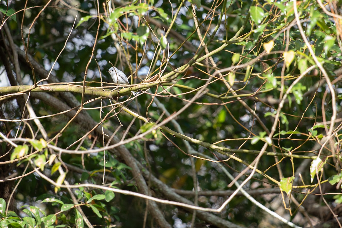Blue-gray Gnatcatcher - ML646714152
