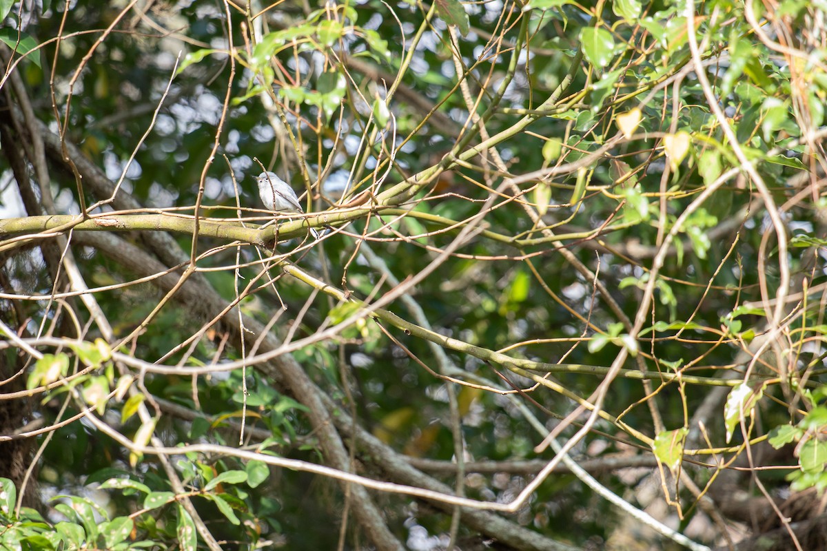 Blue-gray Gnatcatcher - ML646714153