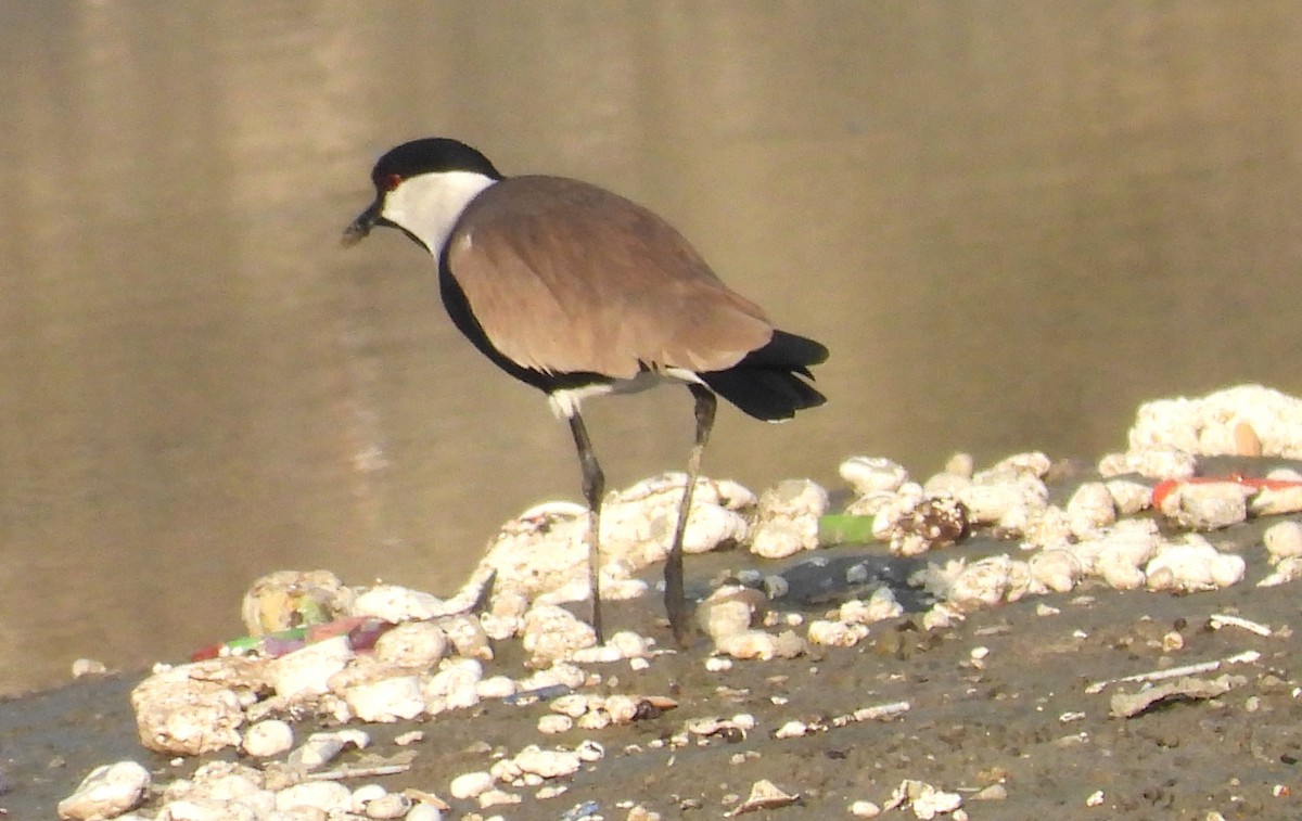 Spur-winged Lapwing - ML646714156