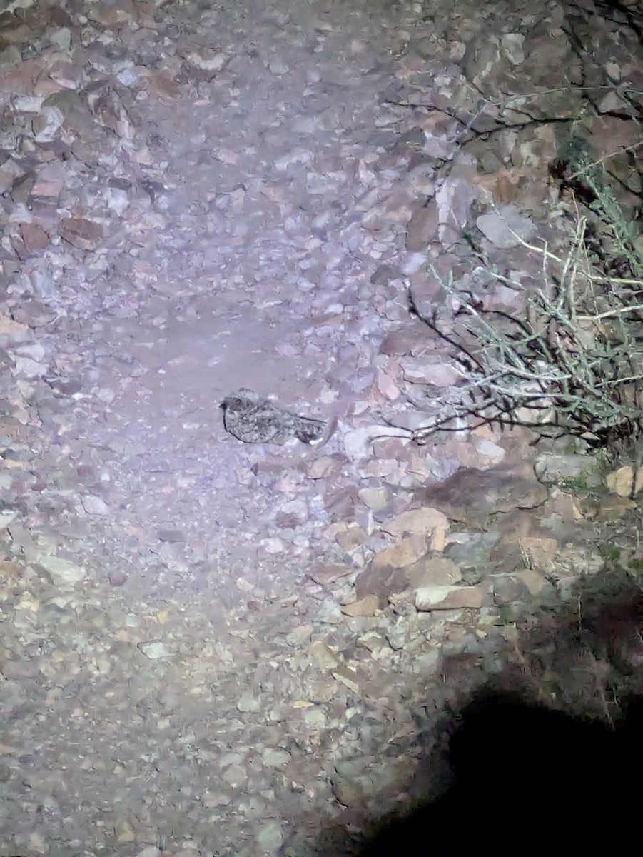 Common Poorwill - ML646714157