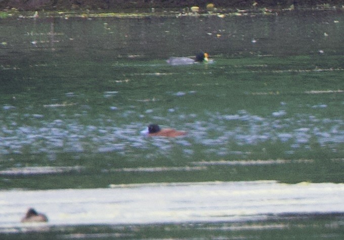 trommeand - ML646714159