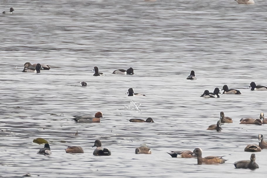 Свиязь - ML646714161