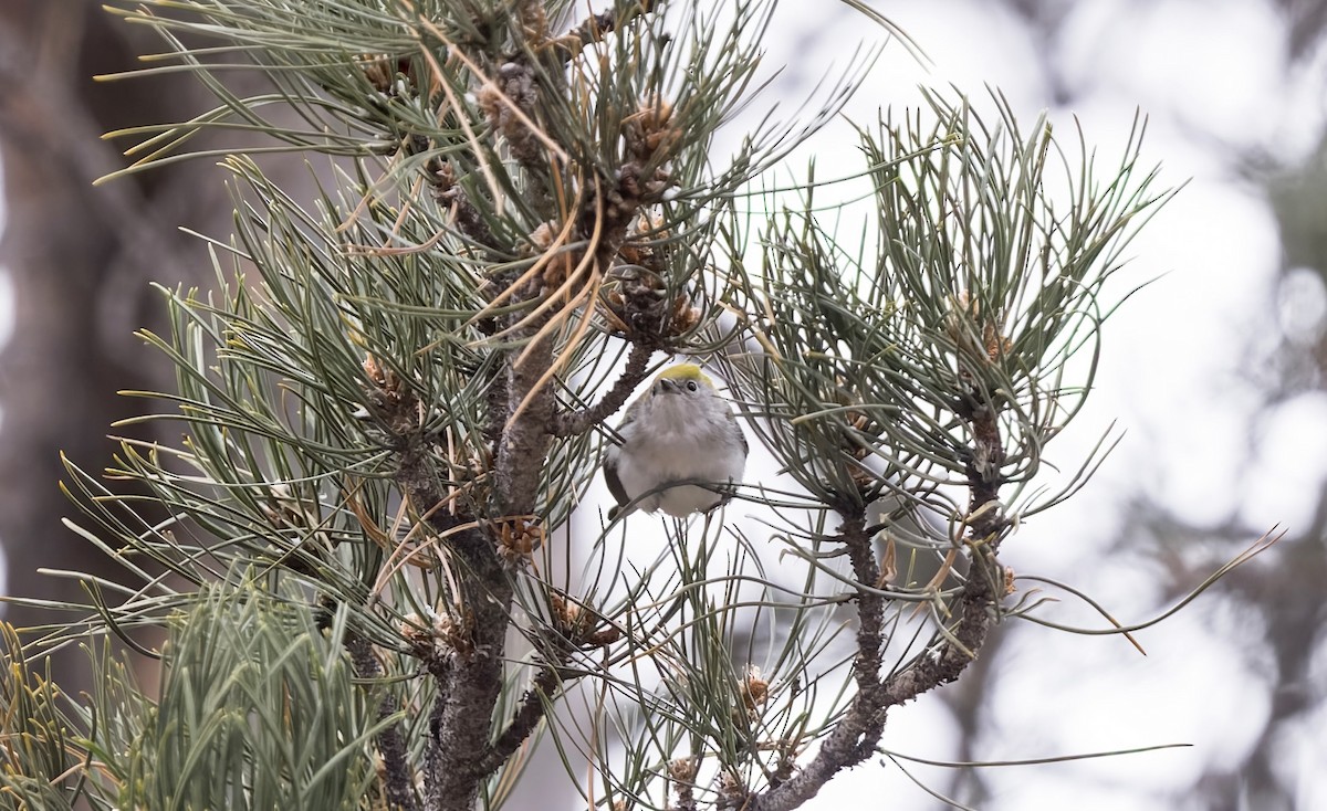 lesňáček rezavoboký - ML646714163