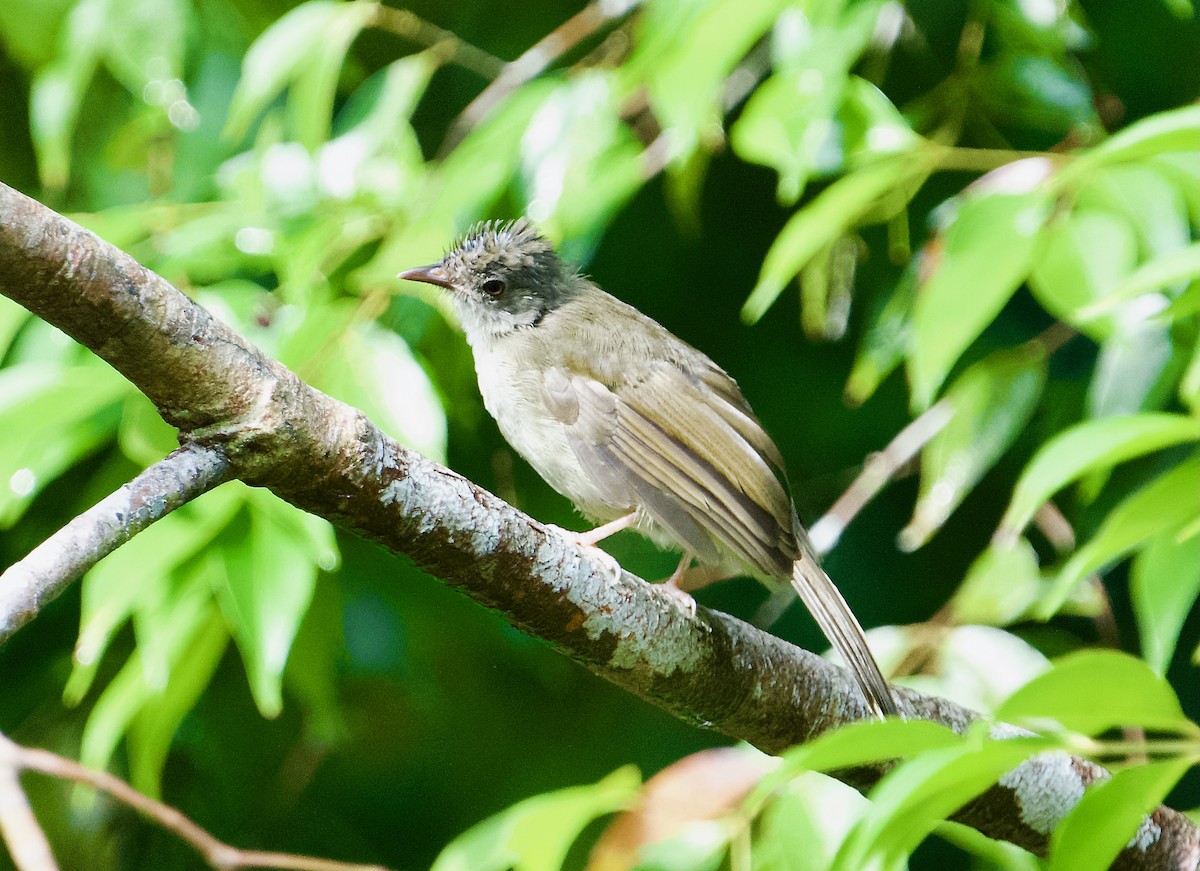 bulbul brýlatý - ML646714164