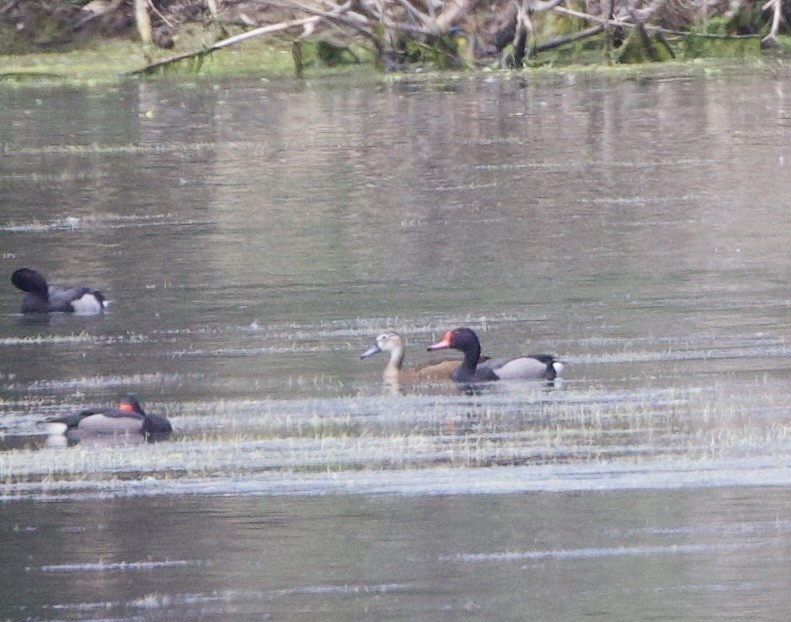 peposacaand - ML646714165