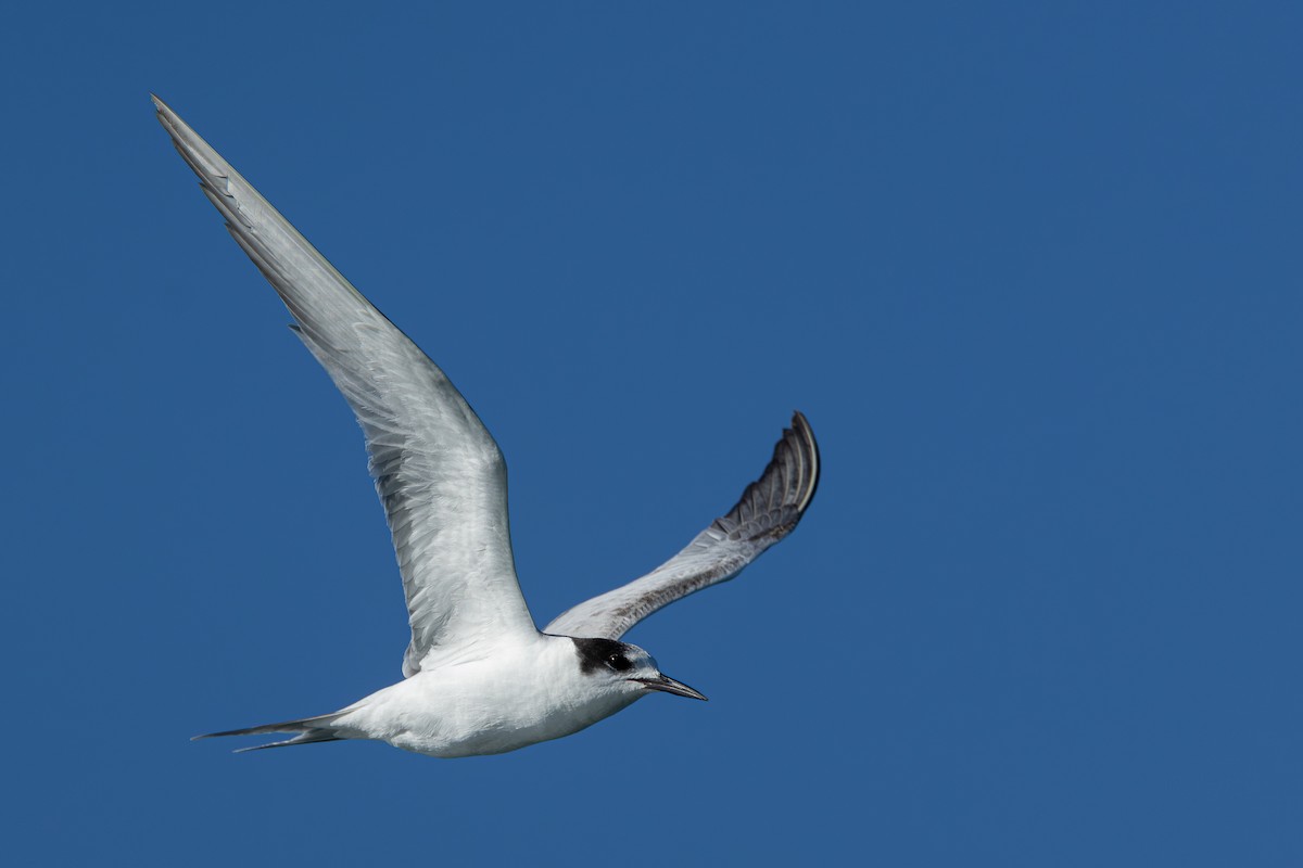 Common Tern - ML646714166