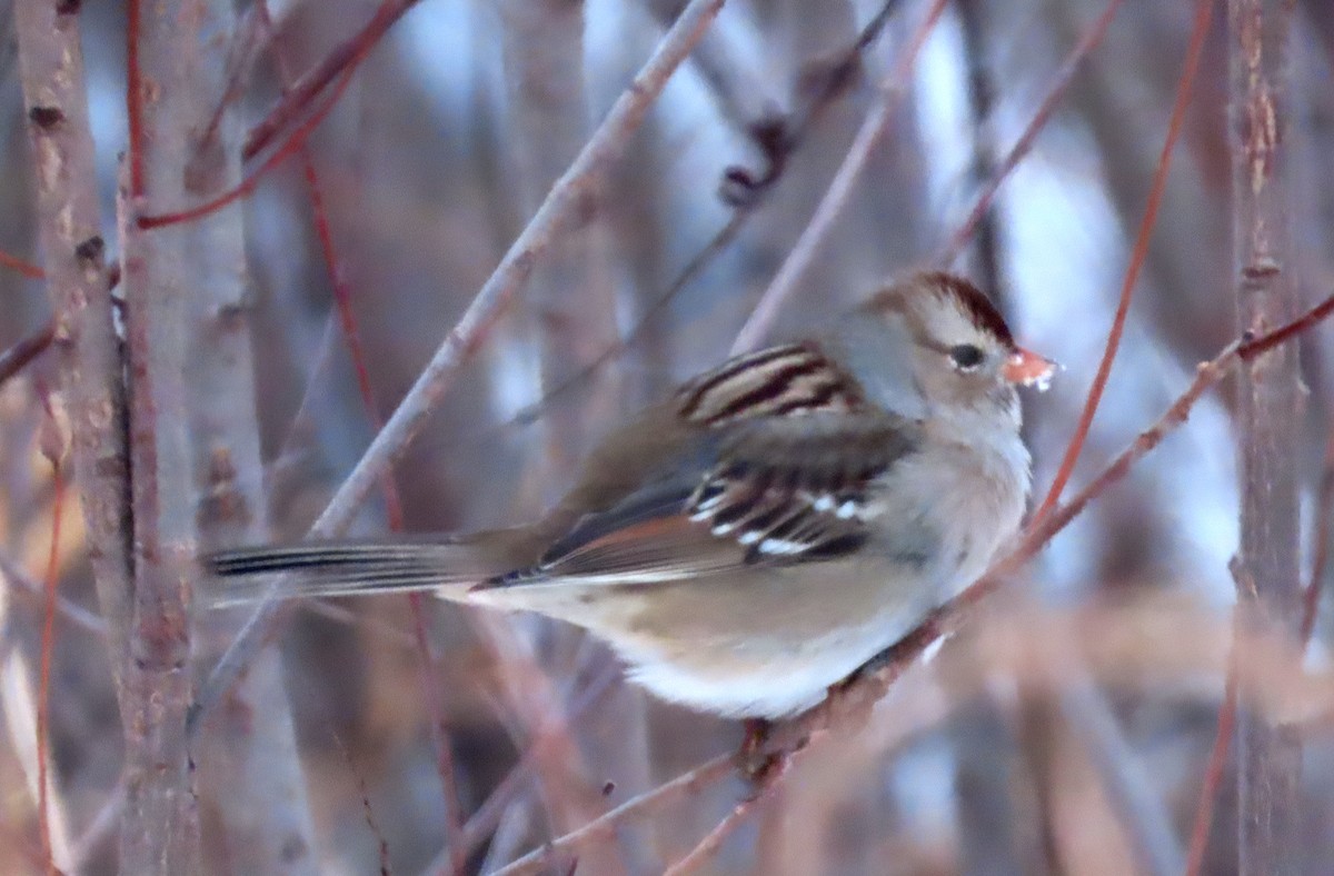White-crowned Sparrow (Gambel's) - ML646714169