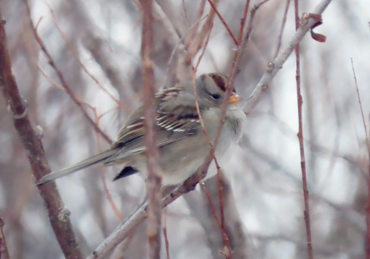 White-crowned Sparrow (Gambel's) - ML646714170