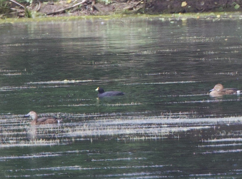 gulpannesothøne - ML646714171