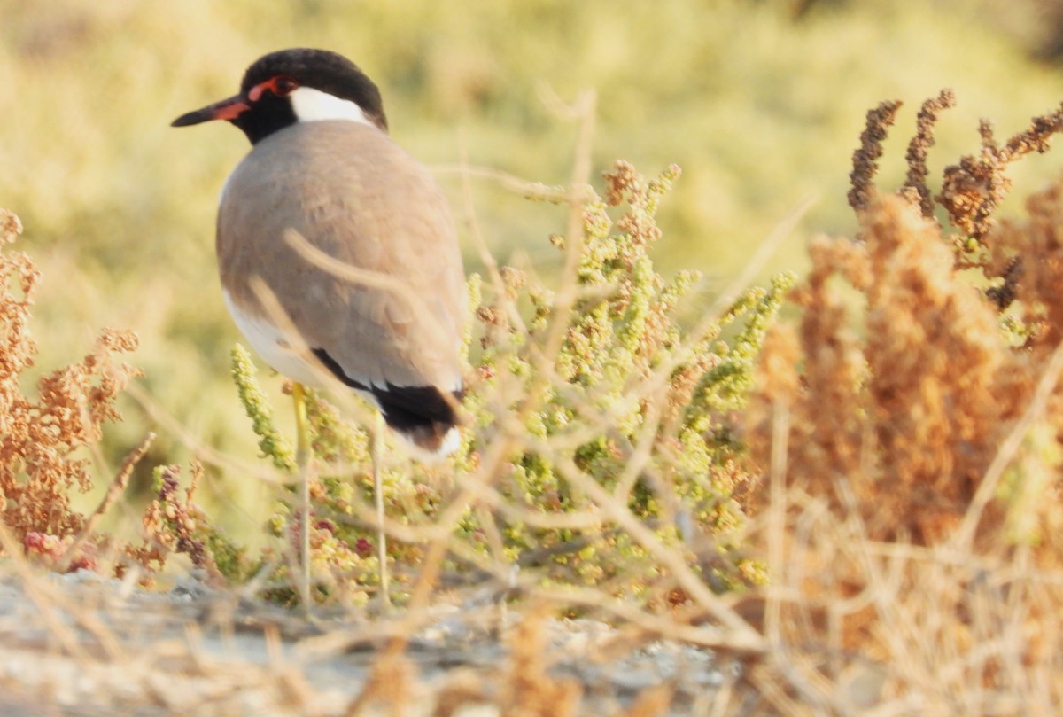 Red-wattled Lapwing - ML646714176