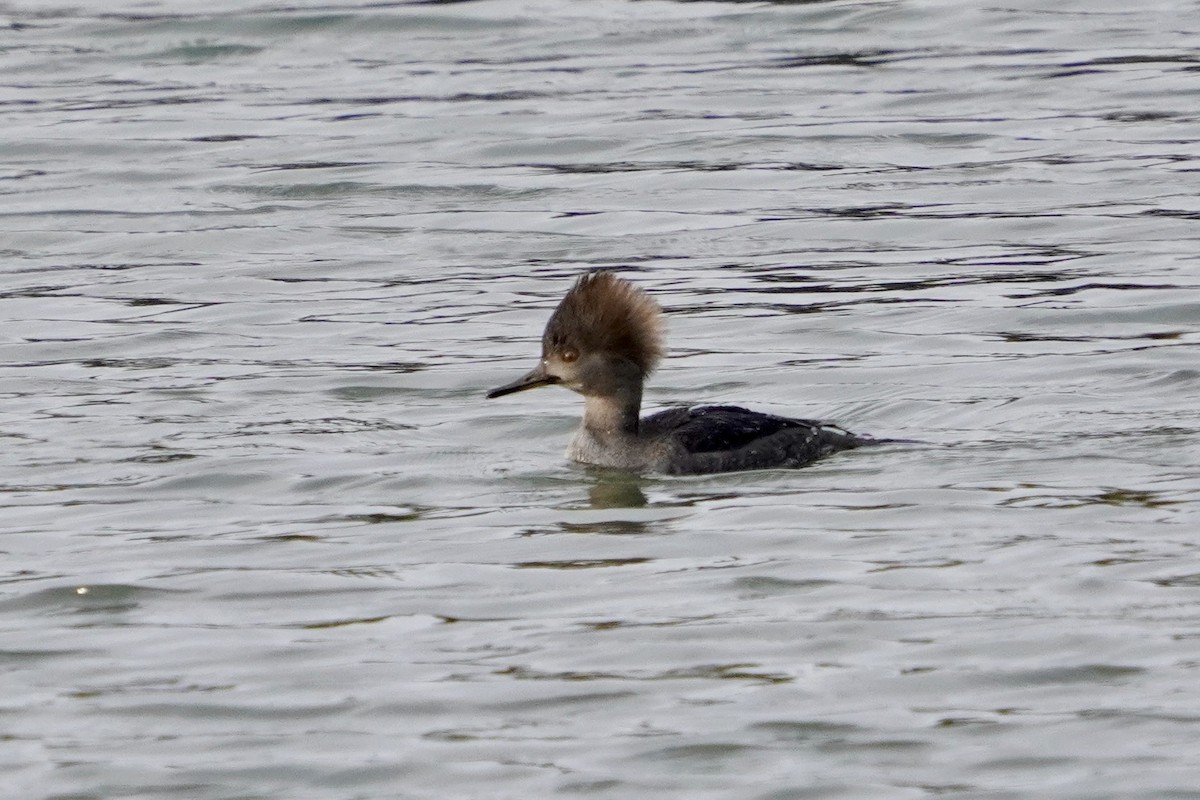 Kappensäger - ML646714179