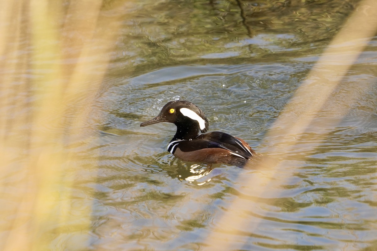 Kappensäger - ML646714180