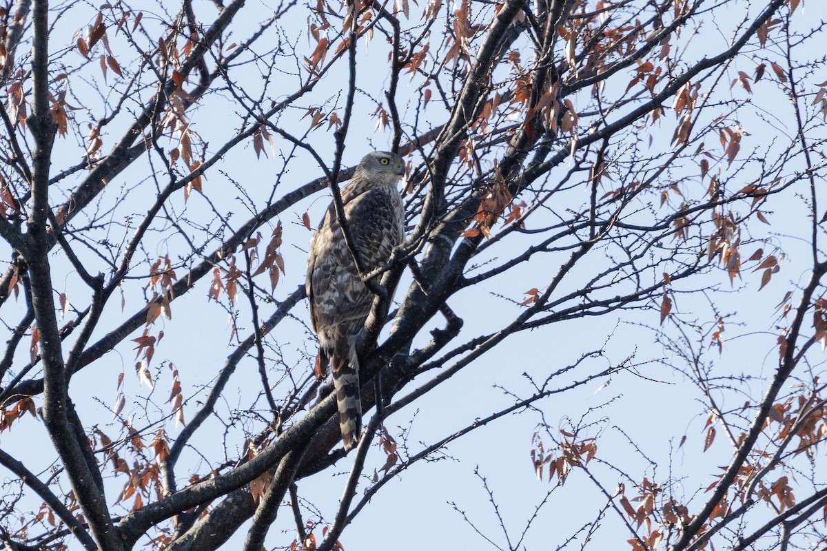 Eurasian Goshawk - ML646714182