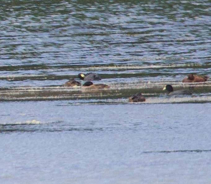 gjøkand - ML646714183