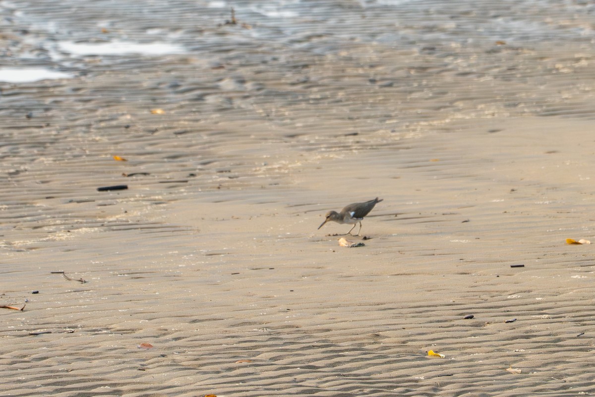 Перевозчик - ML646714186