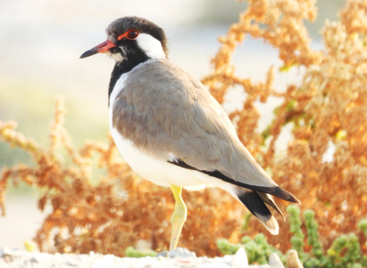Red-wattled Lapwing - ML646714187
