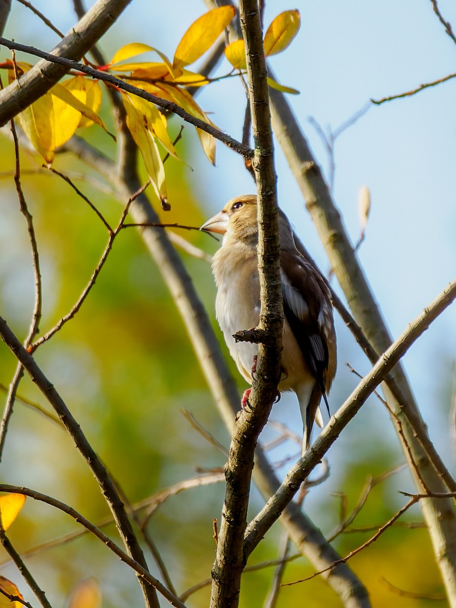 Hawfinch - ML646714191