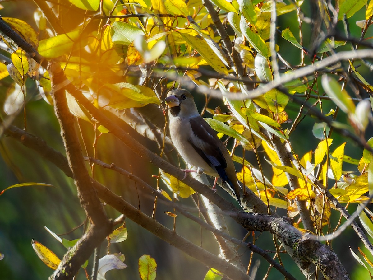 Hawfinch - ML646714192