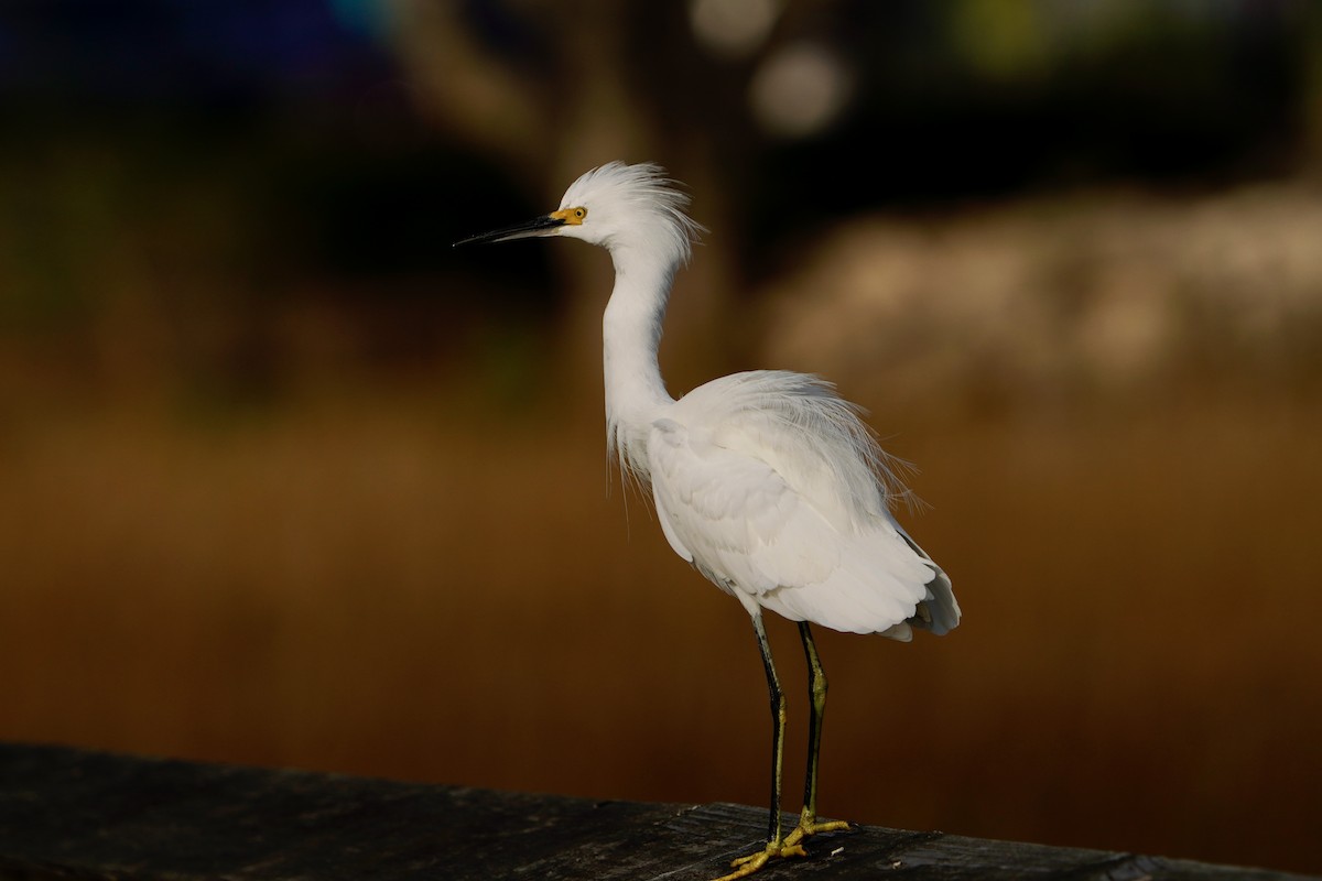 Schmuckreiher - ML646714194