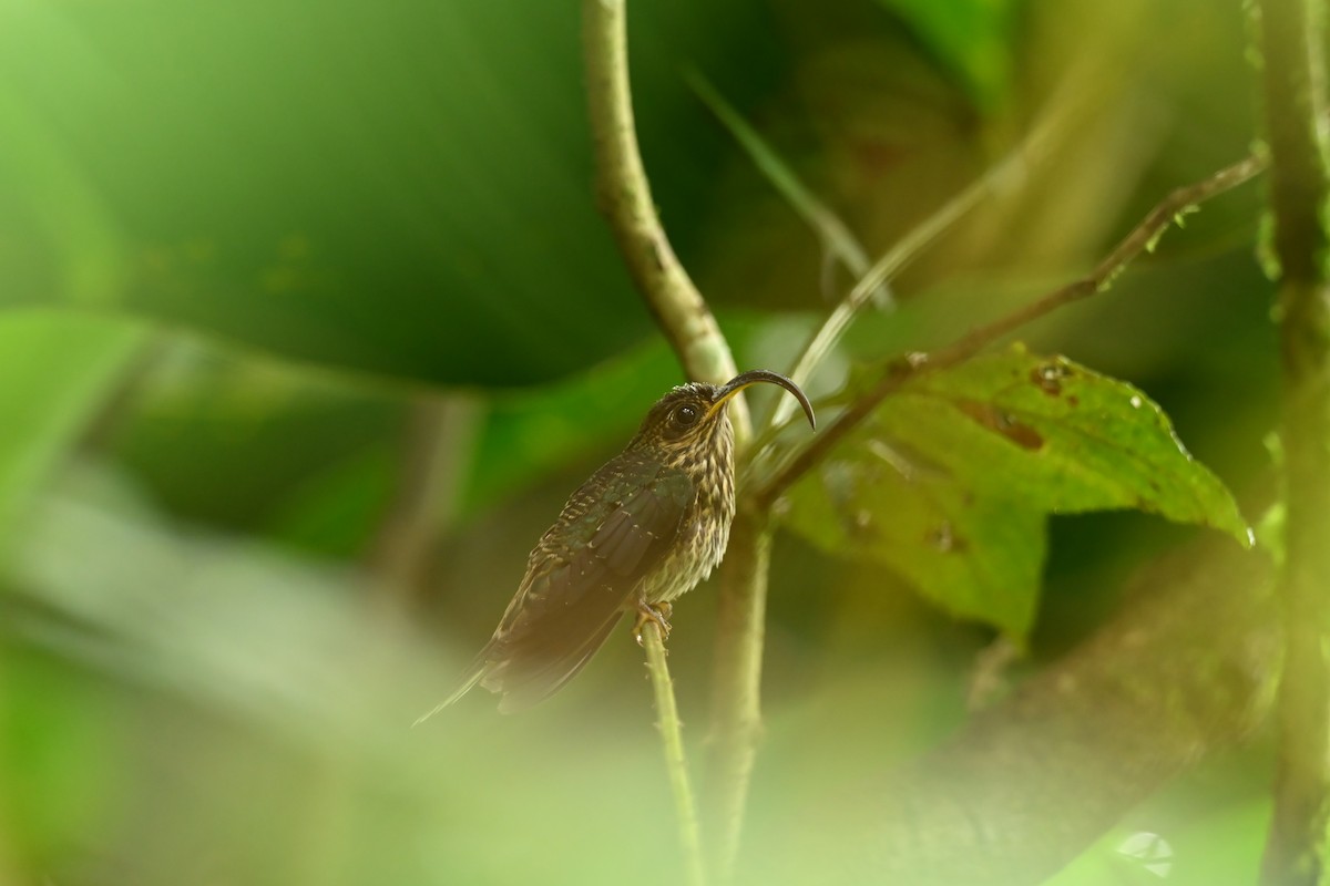 Bec-en-faucille aigle - ML646714195