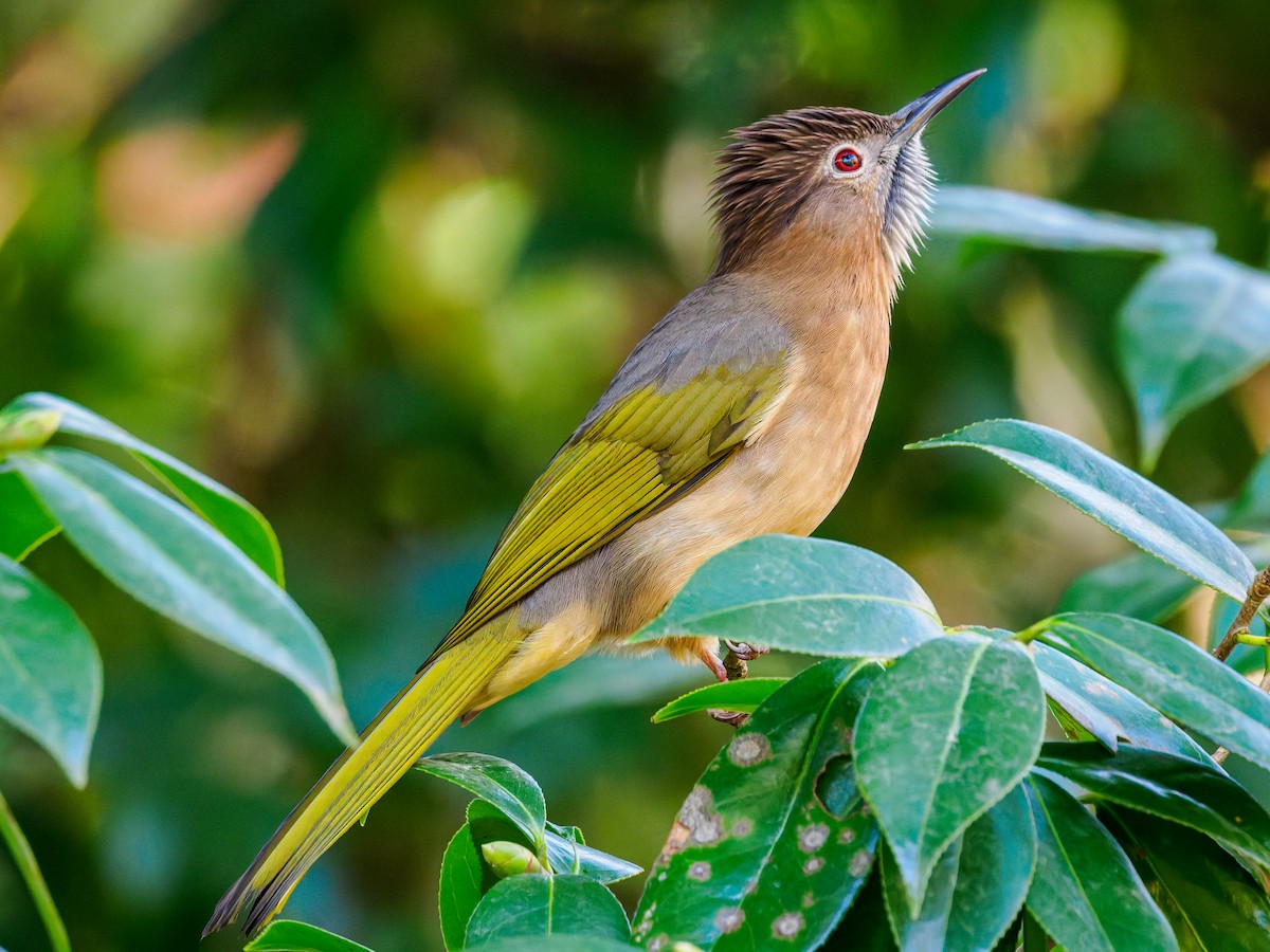 Mountain Bulbul - ML646714196