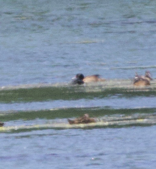 gjøkand - ML646714197