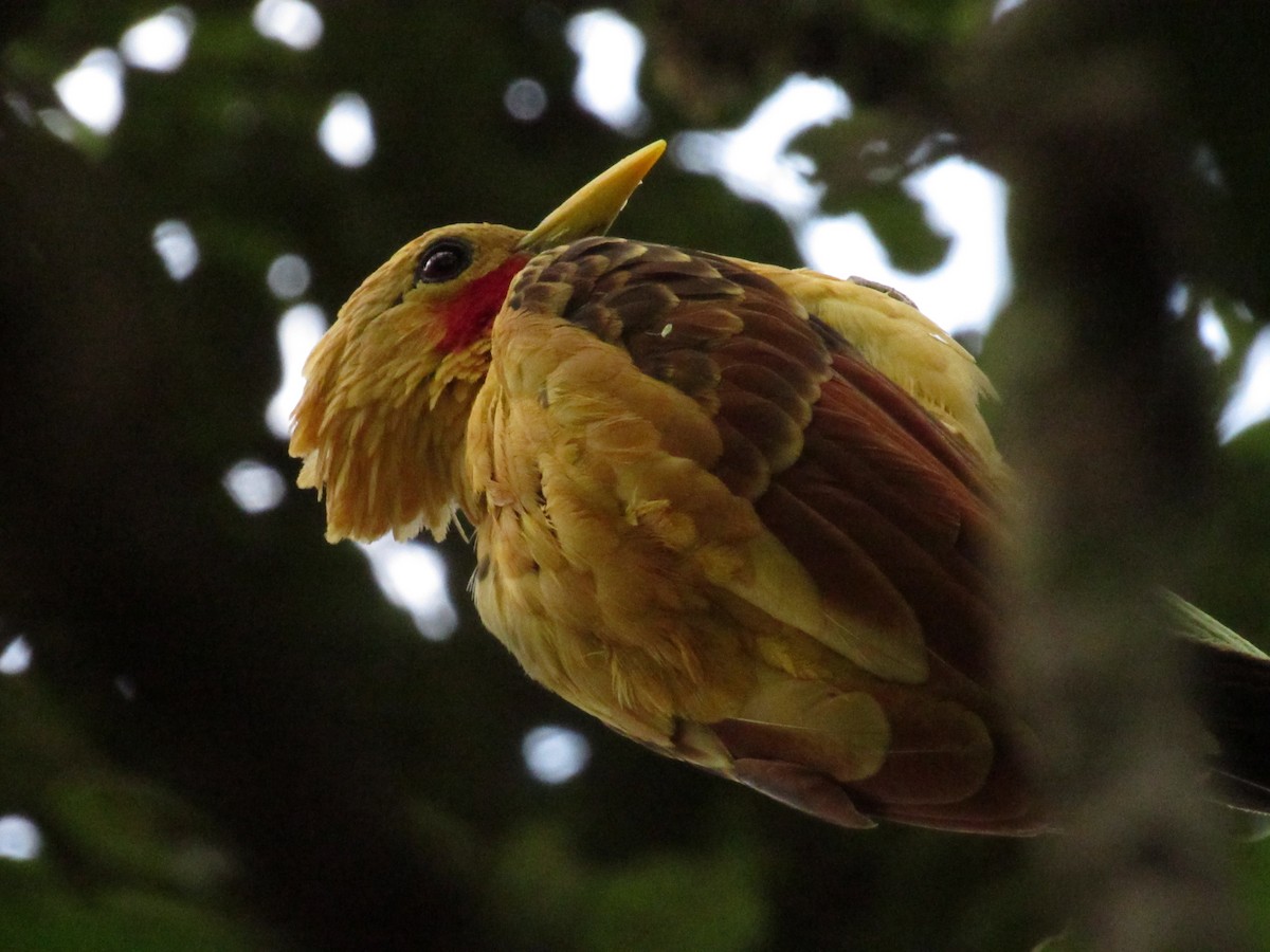 Cream-colored Woodpecker - ML646714198