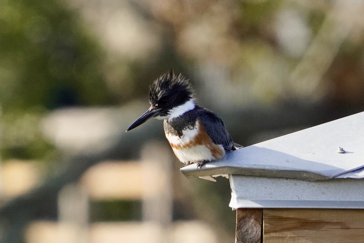 Gürtelfischer - ML646714200