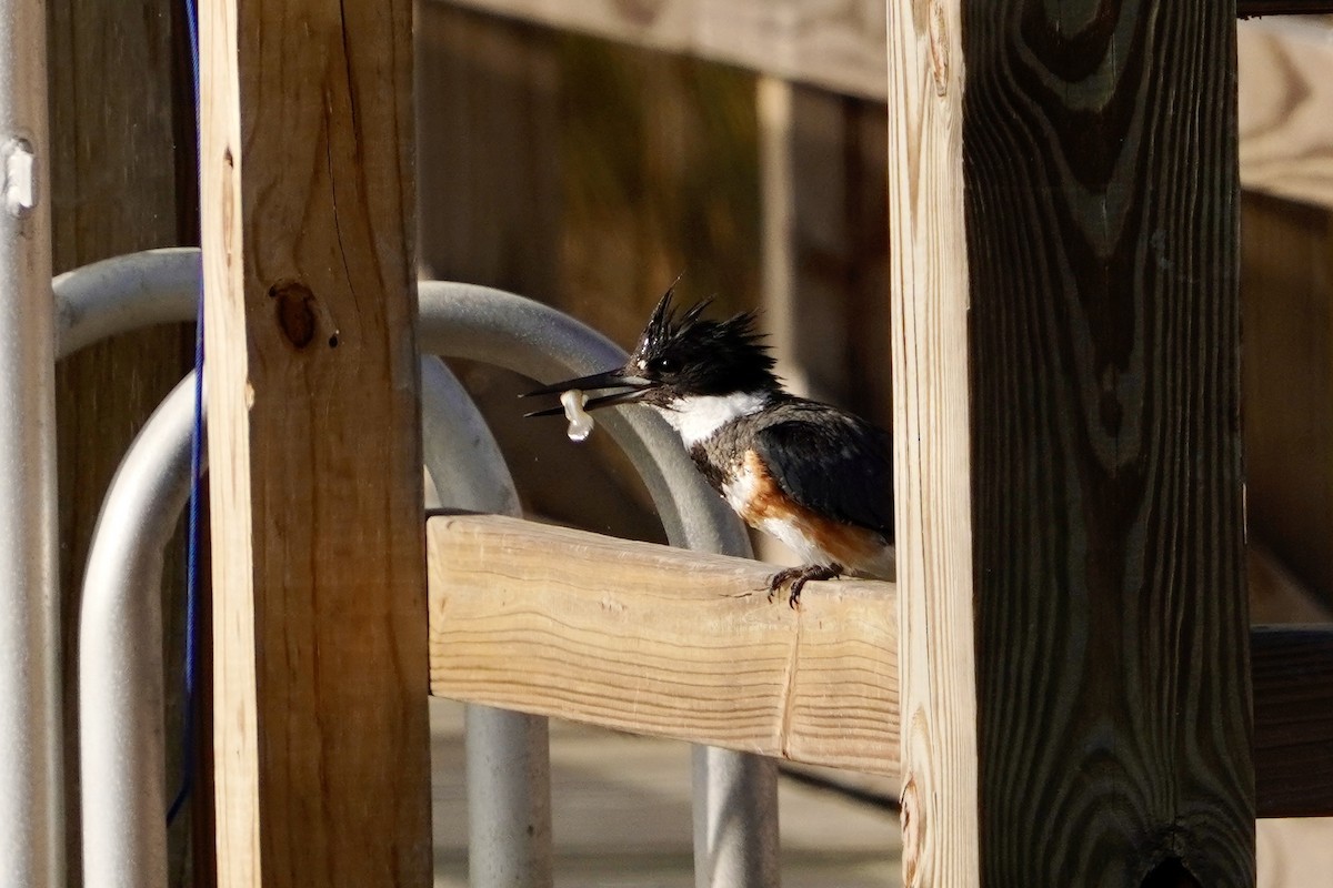 Gürtelfischer - ML646714201