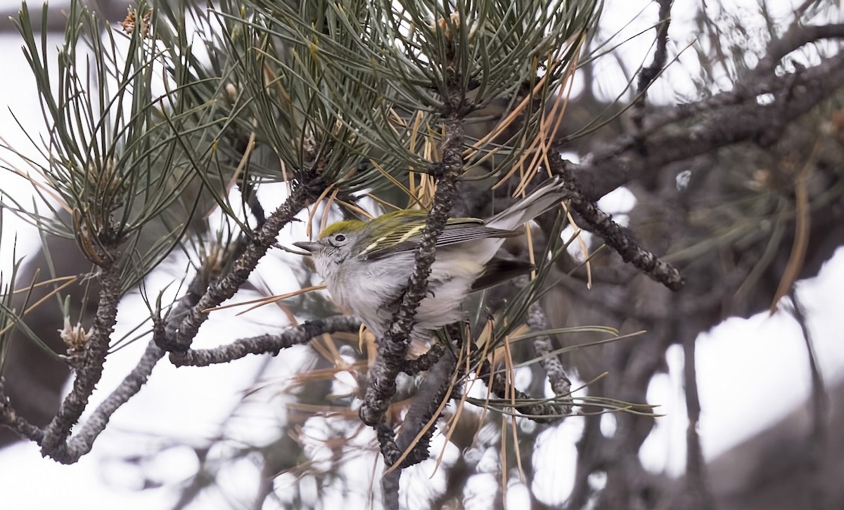 lesňáček rezavoboký - ML646714203