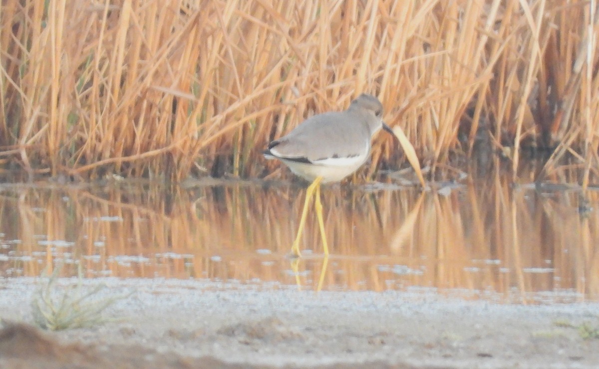 White-tailed Lapwing - ML646714205