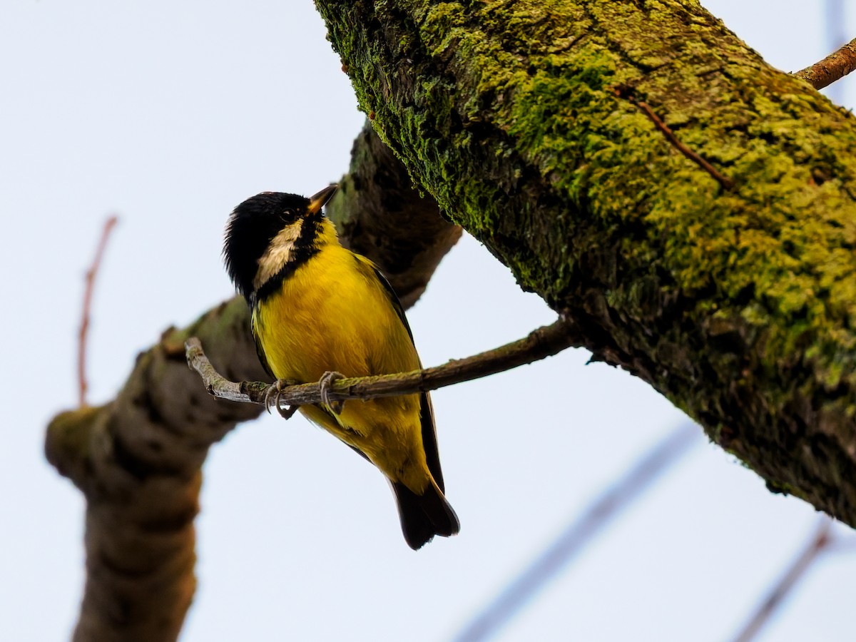 Yellow-bellied Tit - ML646714206